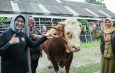 Sapi Simental Asal Lumajang terpilih Sebagai Hewan Kurban Presiden Prabowo